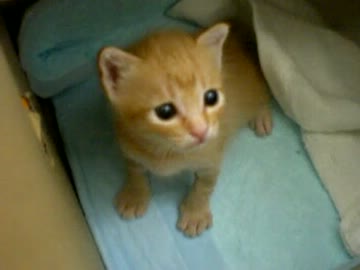 拾いねこ＠生後25日目　この瞳に上目遣いで見つめられたら死ねます