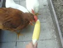 ニワトリにトウモロコシをあげてみる