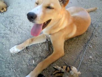 子犬を貰ってきた（113日目）