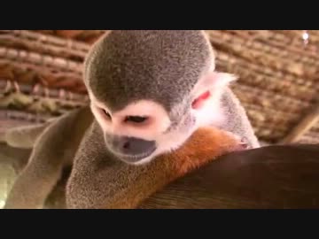 クッソかわいい淫夢さん.ass