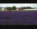富良野にラベンダー見に行くよ！