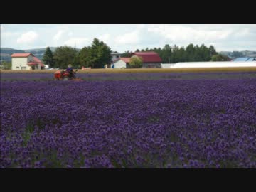 富良野にラベンダー見に行くよ！