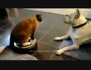 最新兵器に乗った猫が犬を追い詰める動画【ネコ】