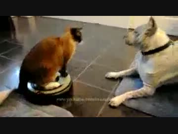 最新兵器に乗った猫が犬を追い詰める動画【ネコ】