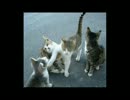 【ゆっくり実況】ねこびより　その8【ポケモンBW2】