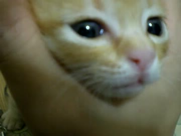 拾いねこ＠生後26日目　生まれたときの7倍以上の体重になりました