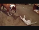 わんこ vs 転がるねこ