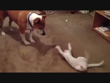 わんこ vs 転がるねこ