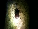 友人と虫取り行ってみた！カブトムシ編