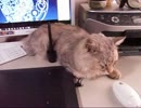 猫様のご機嫌を損ねぬよう画面に被らぬ位置に寝ていただく