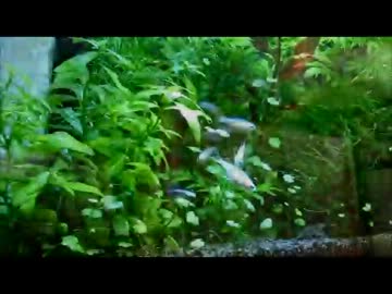 【水槽】お疲れの皆様へ その２【定点撮影】