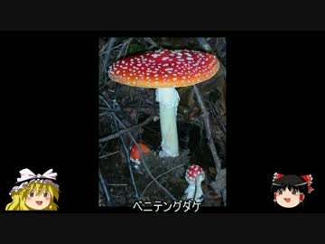 [ゆっくり解説]　ゆっくり毒キノコ講座　Part1