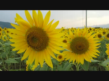 【車載動画】蔵王温泉大露天風呂に行くよ！