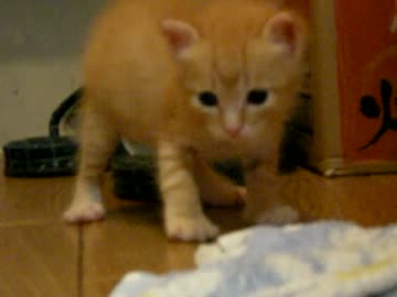 拾いねこ＠生後27日目　やっと4本足で歩けるようになりましたね