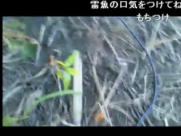 2012 7/30 群馬の川で雷魚　雷魚５０cm