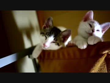 【生後】左舷、猫幕薄いよ！なにやってんの！【２か月】