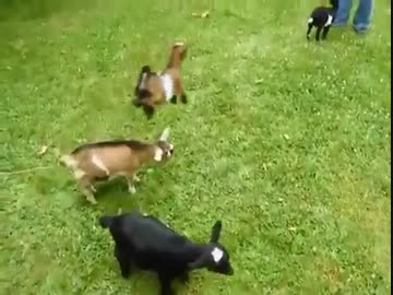 やんちゃすぎる子ヤギの跳び蹴りｗｗｗｗｗｗｗｗｗ