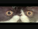 GOGO!!レッド＆Naturalブルー!! シリーズ・予告動画