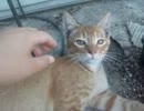 トラさん一家観察日記　5７日目