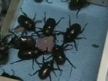 真っ赤なカブトムシを発見!?【やどけん!×グダあお】