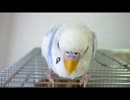 幸せなら手を叩こう♪を歌うインコ　２