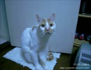 【夜な夜な猫集会】吠える小茶郎