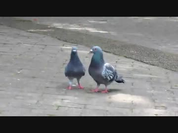 ハトの求愛