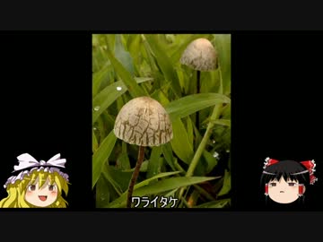 [ゆっくり解説]ゆっくり毒キノコ講座　part.2