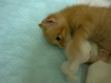 拾いねこ＠生後29日目　固形物を初めて食べました