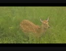 知床　野生の鹿