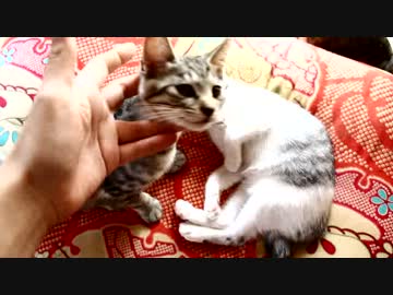 【生後】何だ、ただの言うこときかない悪い子か【２か月】