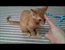 【にゃーち】咬み癖【その猫、凶暴につき】