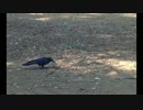 【音声のみ】 「ホモ、ホモ」と鳴くカラスがいたの 【＾o＾）┐】