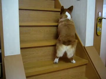 階段を登れないコーギー
