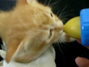 拾いねこ＠生後30日目　今日で生誕1ヶ月！ここまでよく生きてくれた