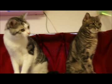 ツンギレのうちの猫どもが同時に顔を左右に動かすのがおもろい