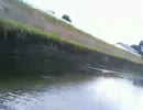 2012 8/5 茨城の川でバスか鯉　鯉５２cm