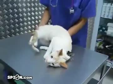 一瞬にしてぬこの動きを静止させる方法