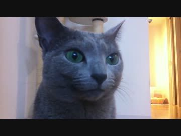 うちのぬこたち