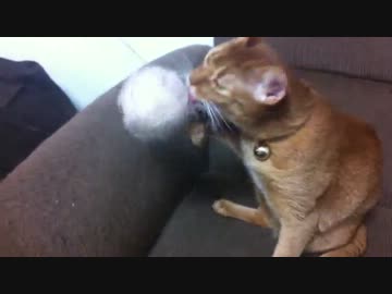 毛糸玉につられる猫