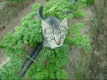 【ぬこ】トラ兄弟その後⑤　お仕事中にゃ