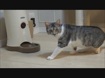猫、初めての自動給餌器