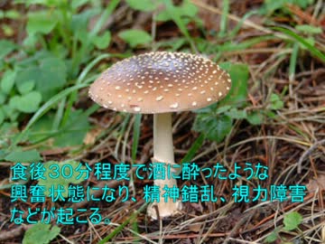 怖いキノコの紹介動画