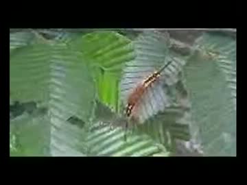 呼びかけに「ん？」と振り向く毛虫