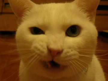 黄昏のオード ゆっくり実況 第4話 『前後おおおん♪』