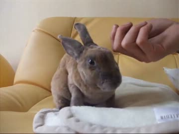 うちのうさぎ［主と寝るよ］