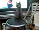オリンピック、サッカー観戦をするねこ。