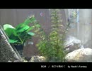 水槽動画と音楽の癒し