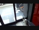 猫がマンションに閉じ込められていたので追いかけまわしてみた