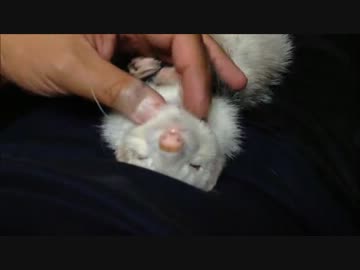 撫でまくり鼬ツアー